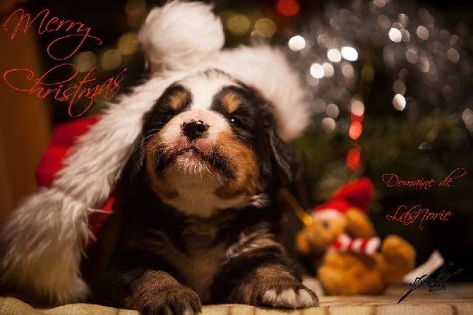 Joyeuses fêtes de Noël à tous ! Deux femelles Bouviers Bernois LOF 